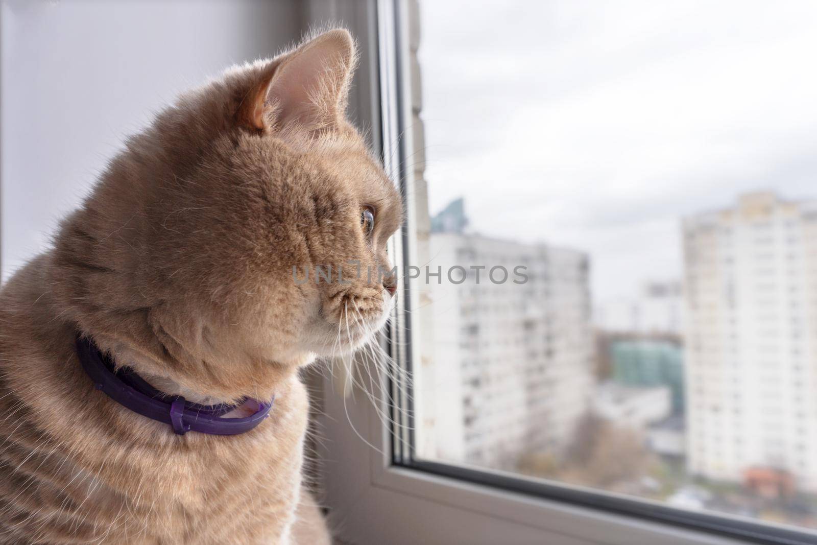 Beautiful coffee brown cat sitting on the windowsill and looking out of a window on naturally blurred background. The house cat wants to go outside