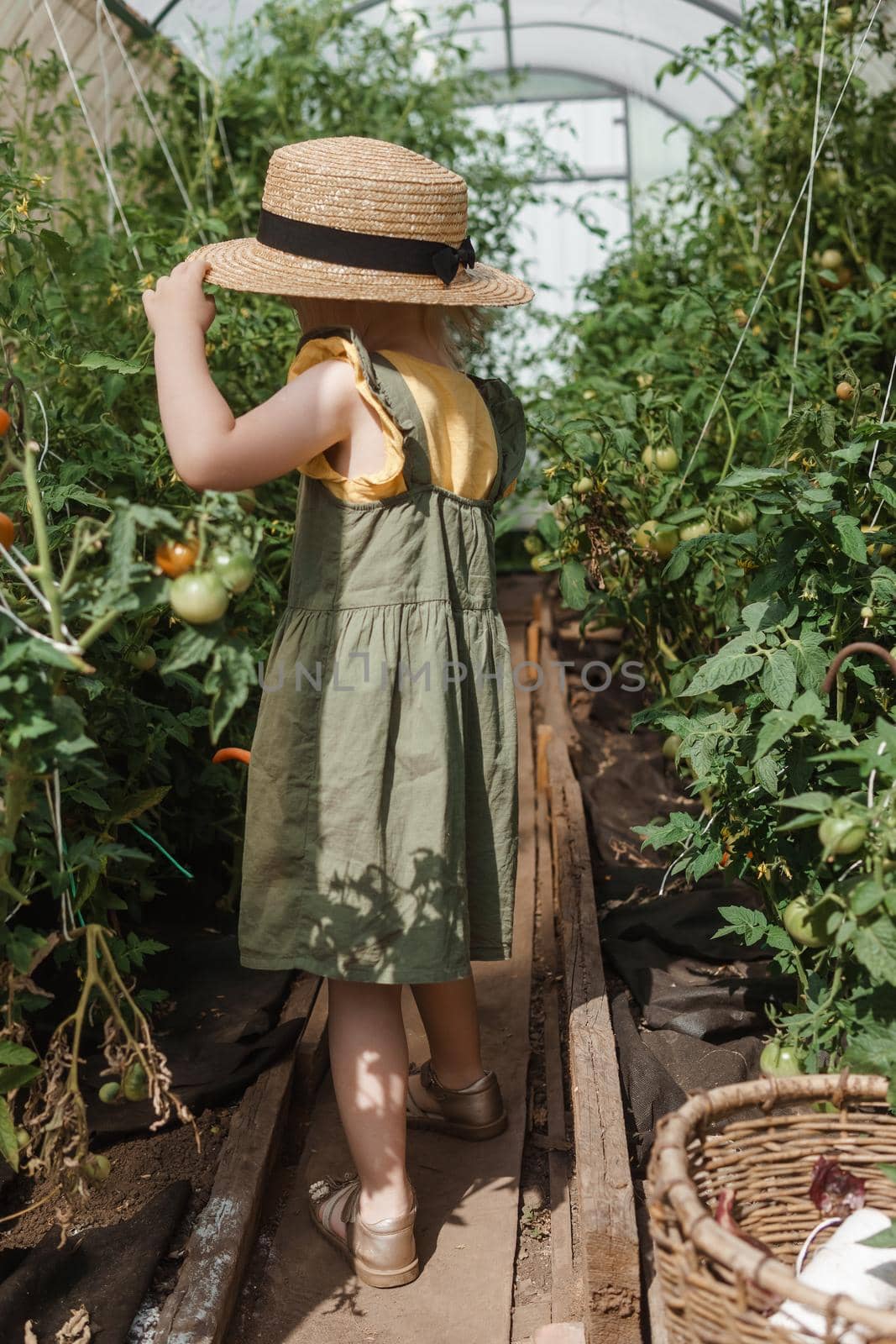 A little girl in a straw hat is picking tomatoes in a greenhouse. Harvest concept. Watering plants with water, caring for tomatoes.