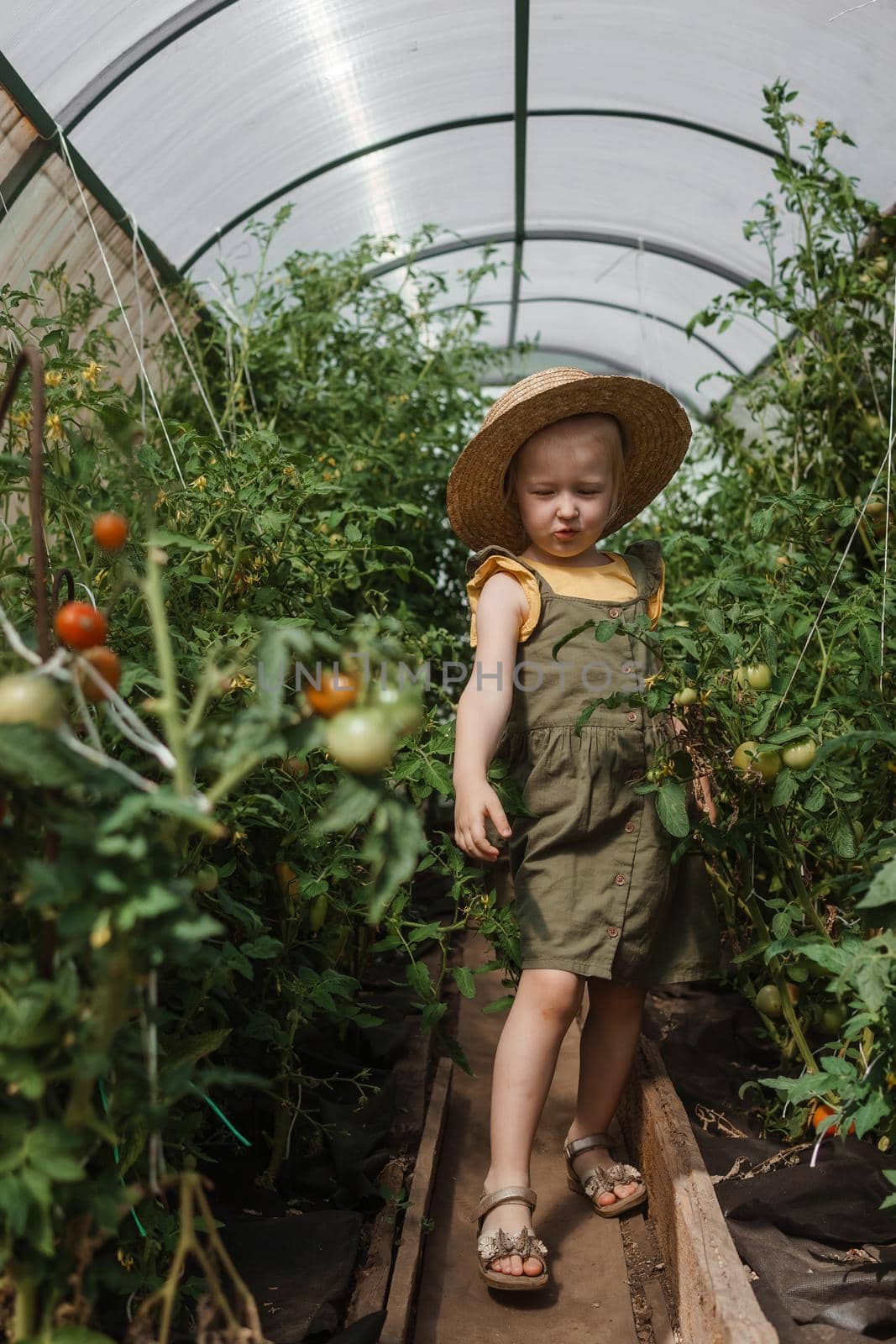 A little girl in a straw hat is picking tomatoes in a greenhouse. Harvest concept.