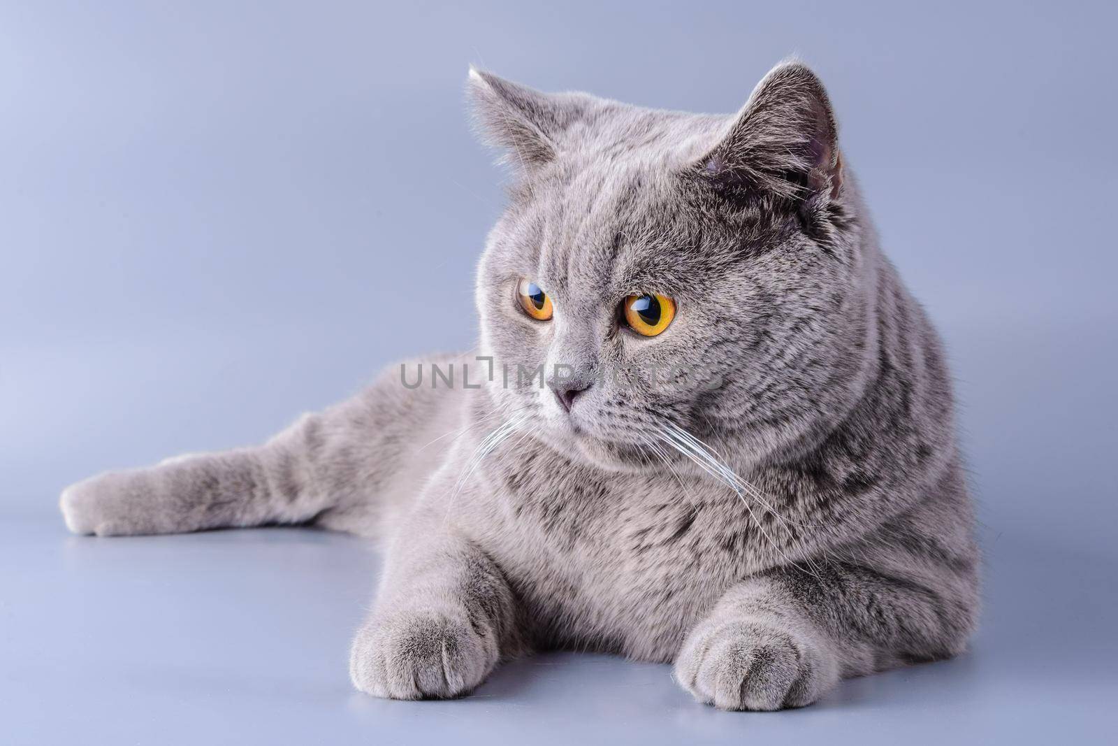 Tired gray British cat lies on a violet background.