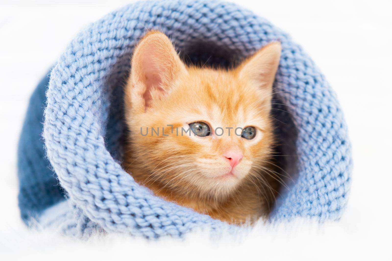 Small ginger tabby kitten is sweetly basking and looks around in a knitted blue hat with copyspace. Soft and cozy. Christmas, home comfort and new year holidays, Valentines Day concept by chelmicky