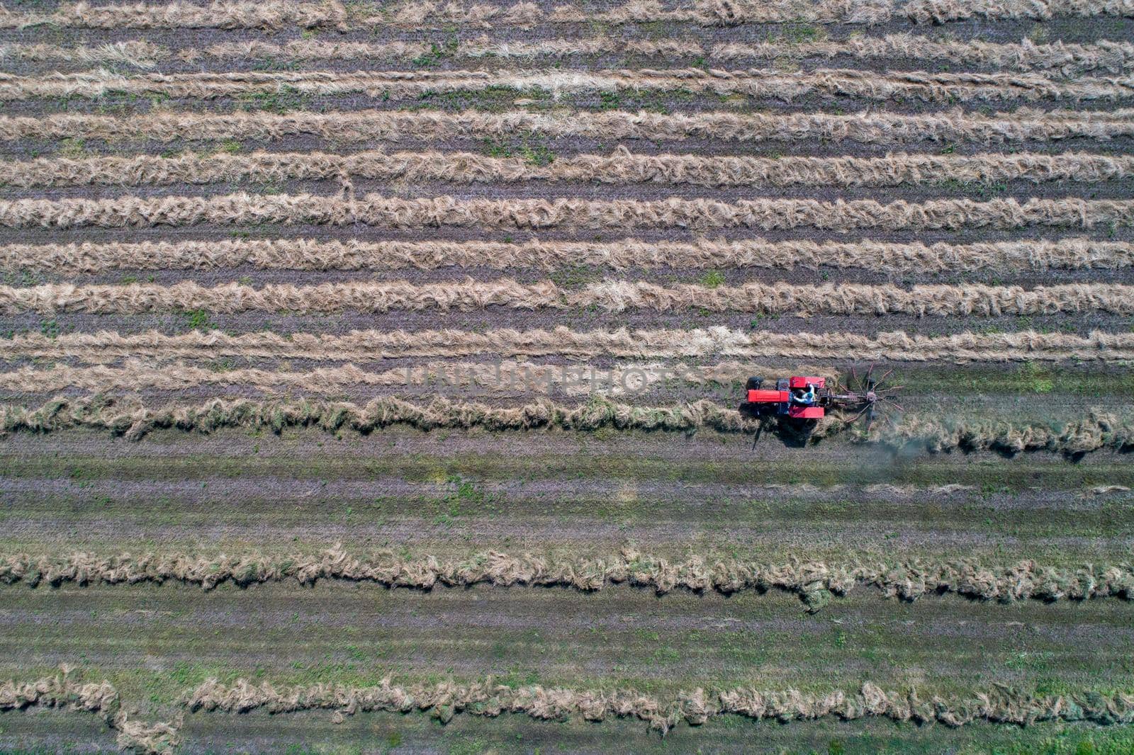 Top view of tractor with hay tedders collecting dry lucerne for balling in field, shoot from drone