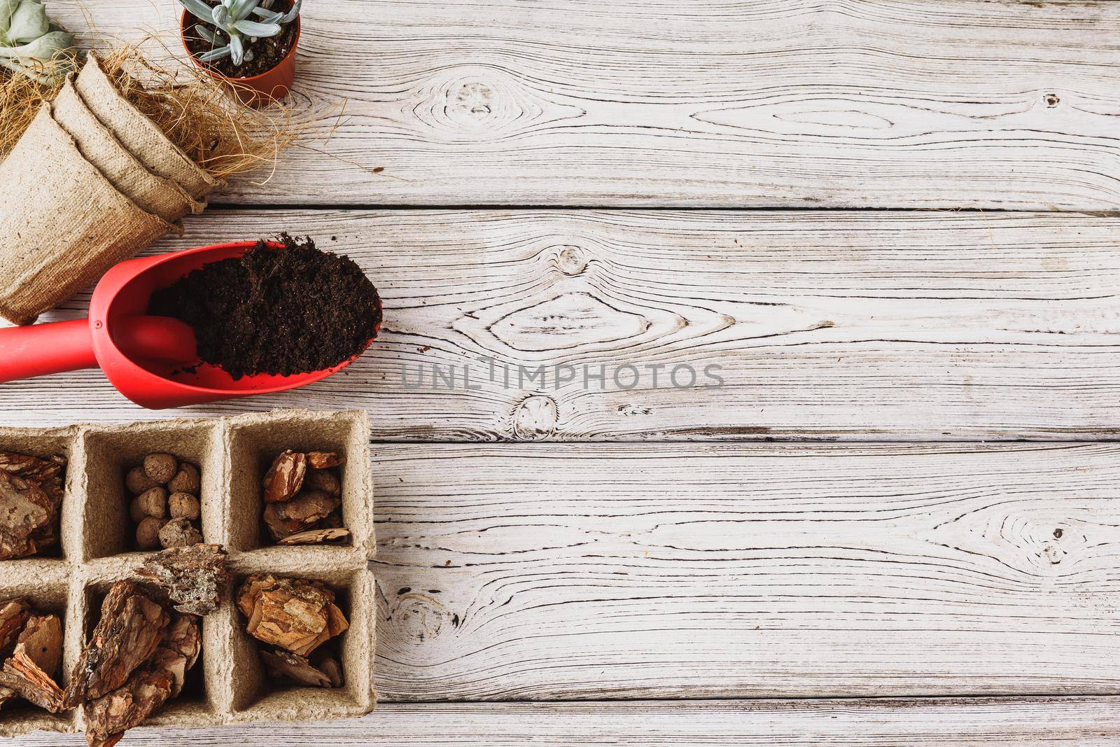 Florist concept. Replanting beautiful succulents on wooden background