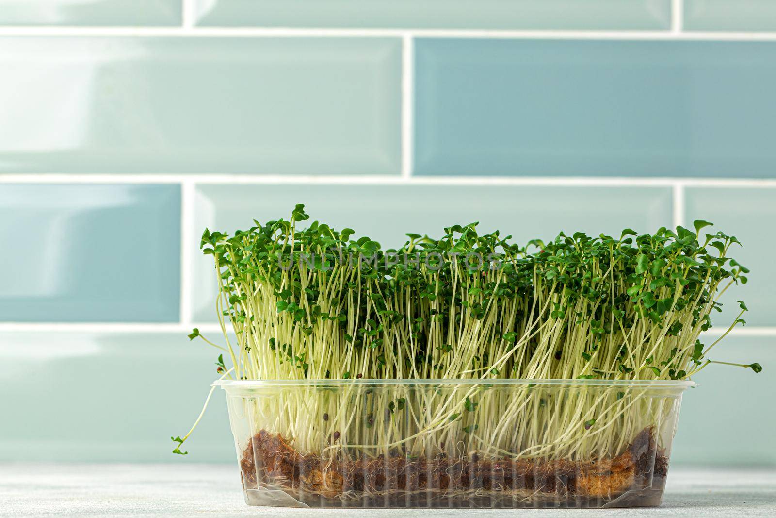 Micro green sprouts growing in tray in kitchen against mint tile wall. Healthy eating
