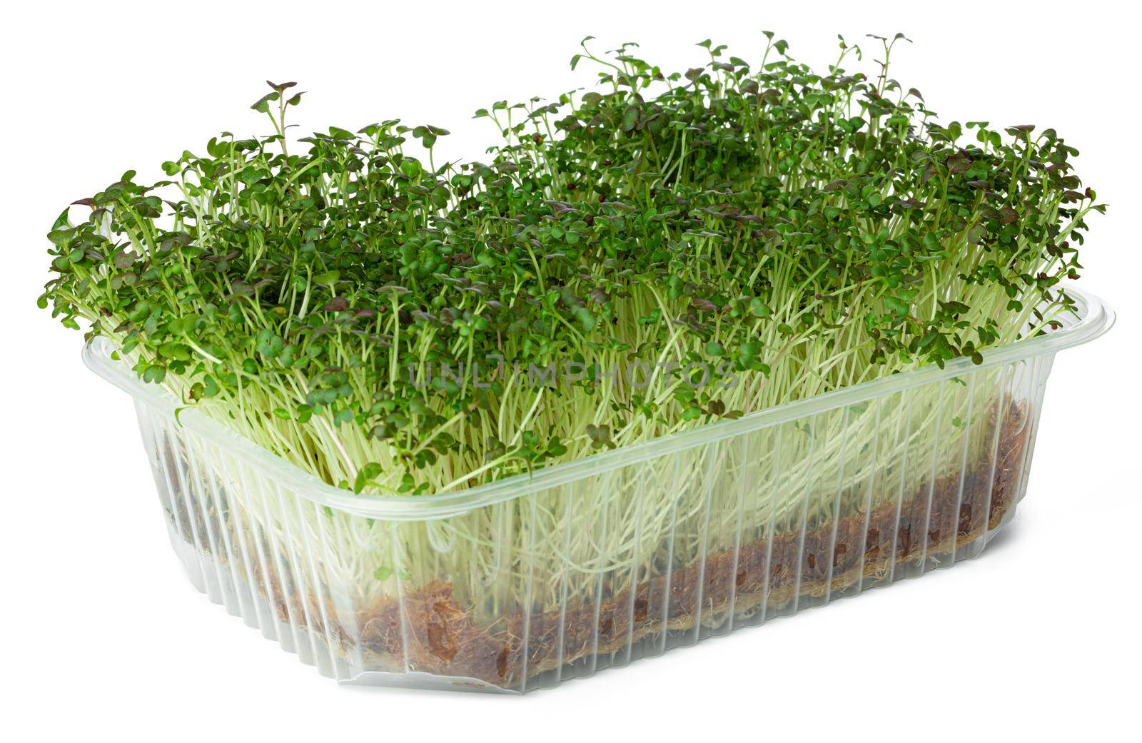 Micro green sprouts of watercress salad isolated on white background
