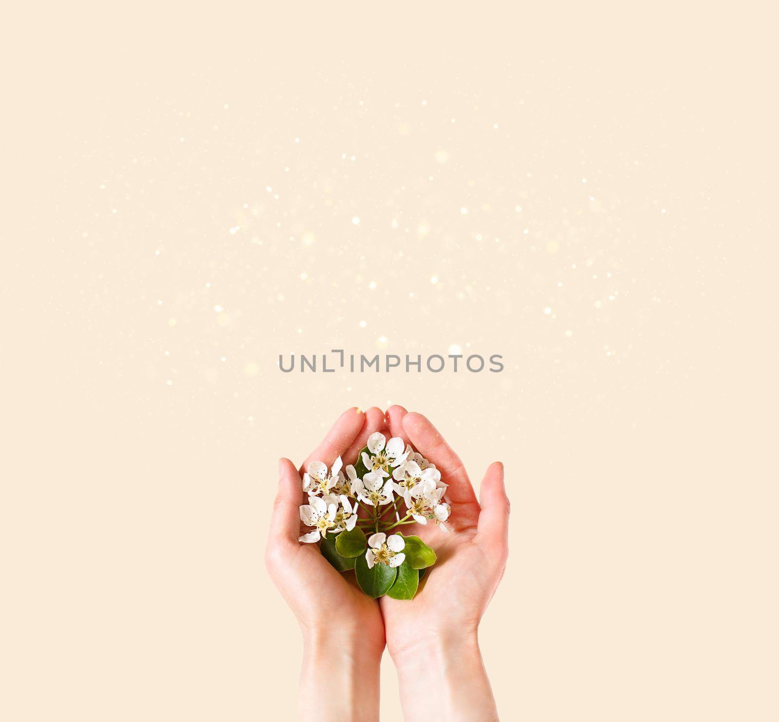Women's hands with white apple blossoms in the palms on a champagne pink background. spring time, love, tenderness. skin care, natural cosmetics. Banner, space for text by Simol