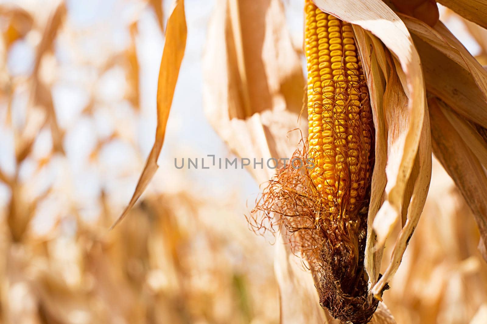 Ripe yellow corn close-up on the background of a dry dried field. Cereals, agriculture, autumn harvest festival, thanksgiving. Space for text