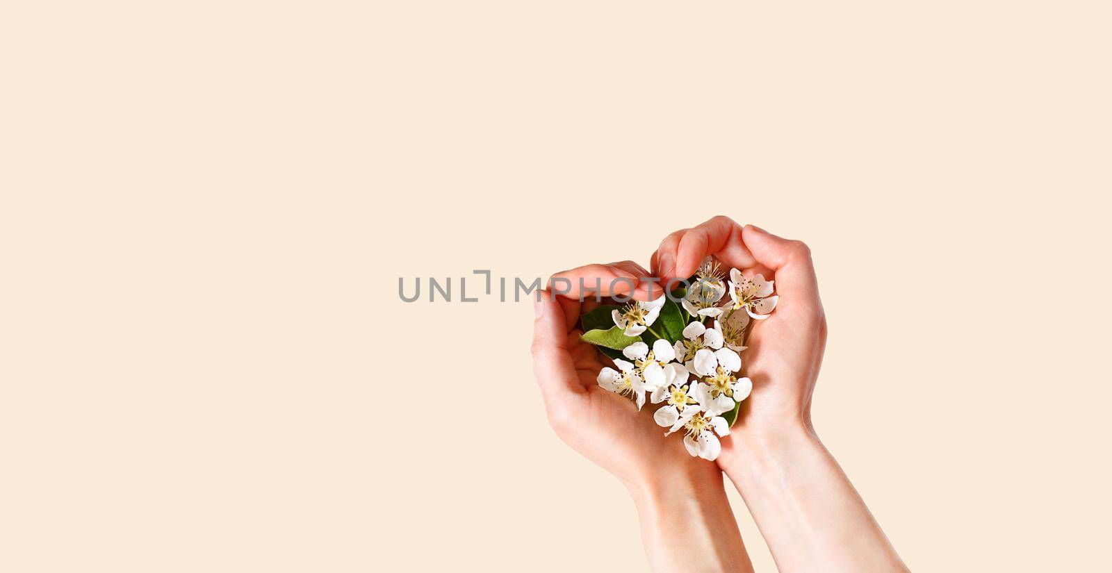 Women's hands with heart-shaped palms and white apple blossoms on a champagne pink background. spring time, love, tenderness. skin care, natural cosmetics. Banner, space for text by Simol