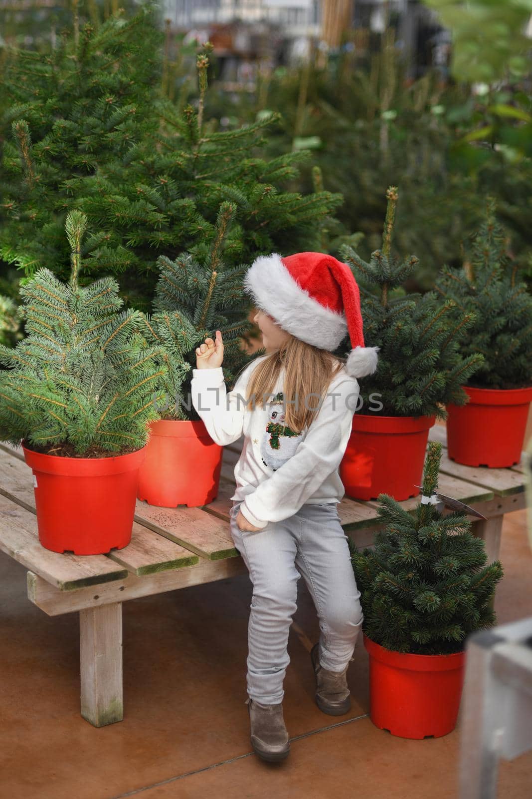 Small girl in a red cap chooses a Christmas tree in the market.