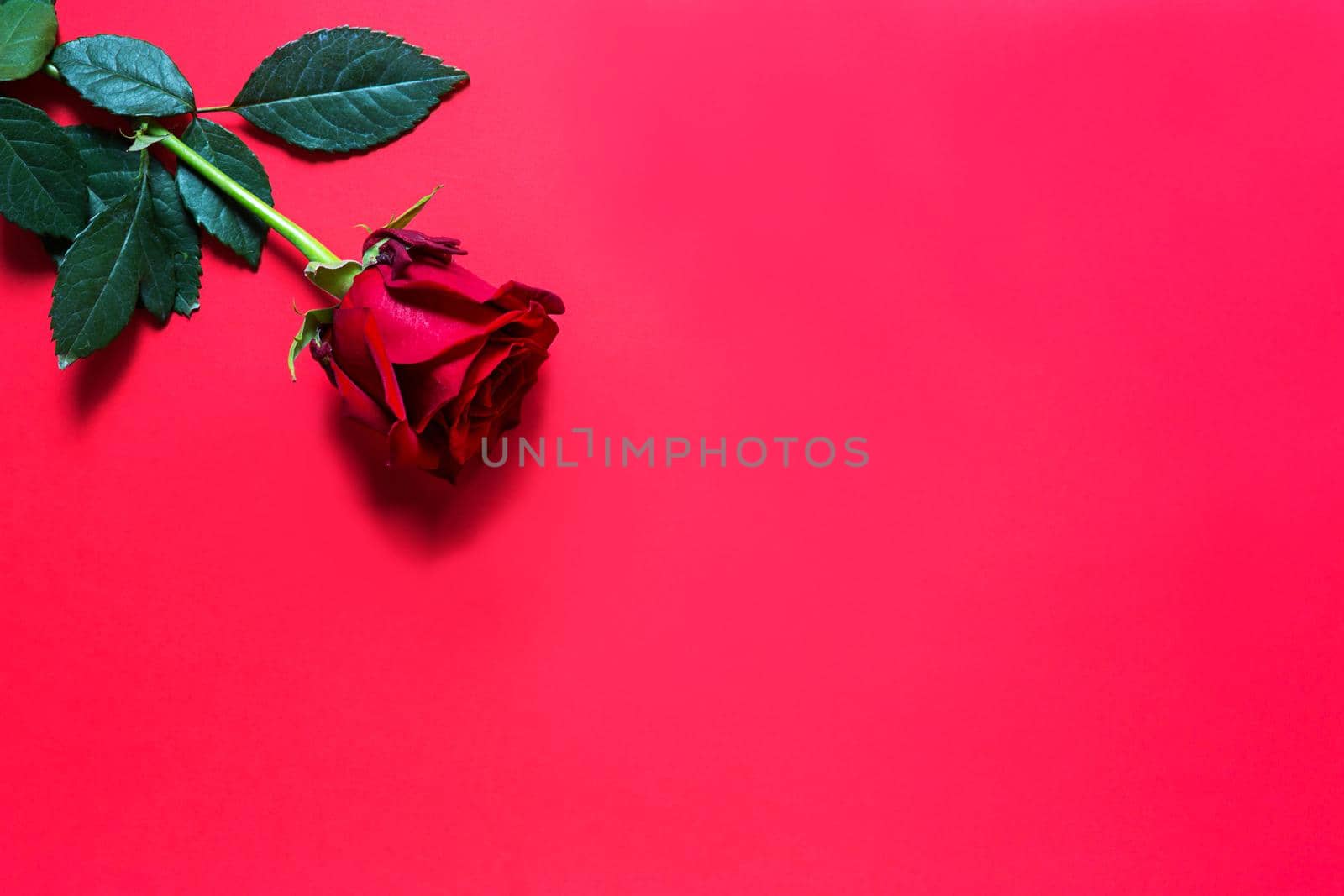 Red rose on red background with copyspace. A gift for a woman on a holiday, an invitation to a date, Valentine's Day, a sign of love