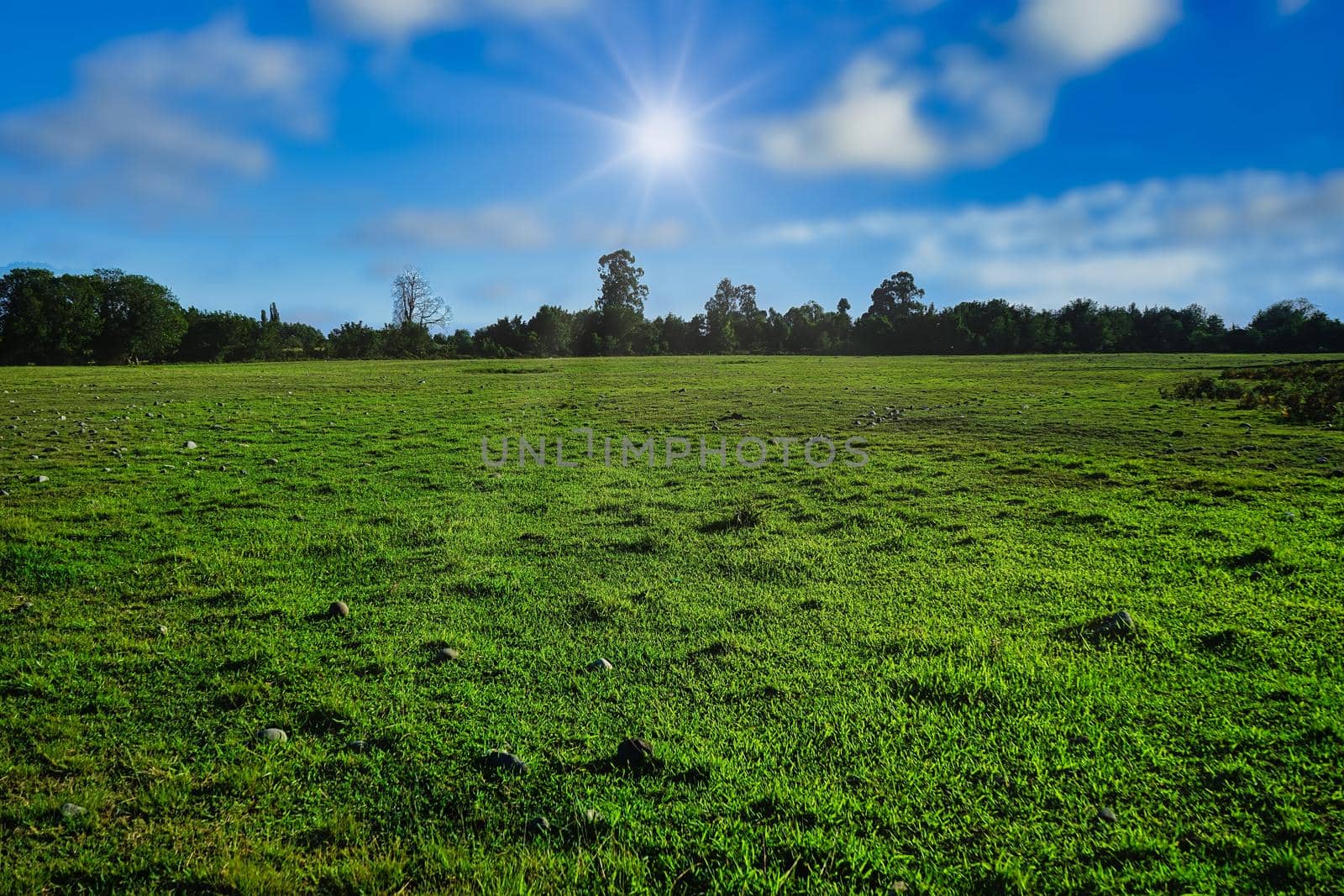 Natural landscape with a green field.