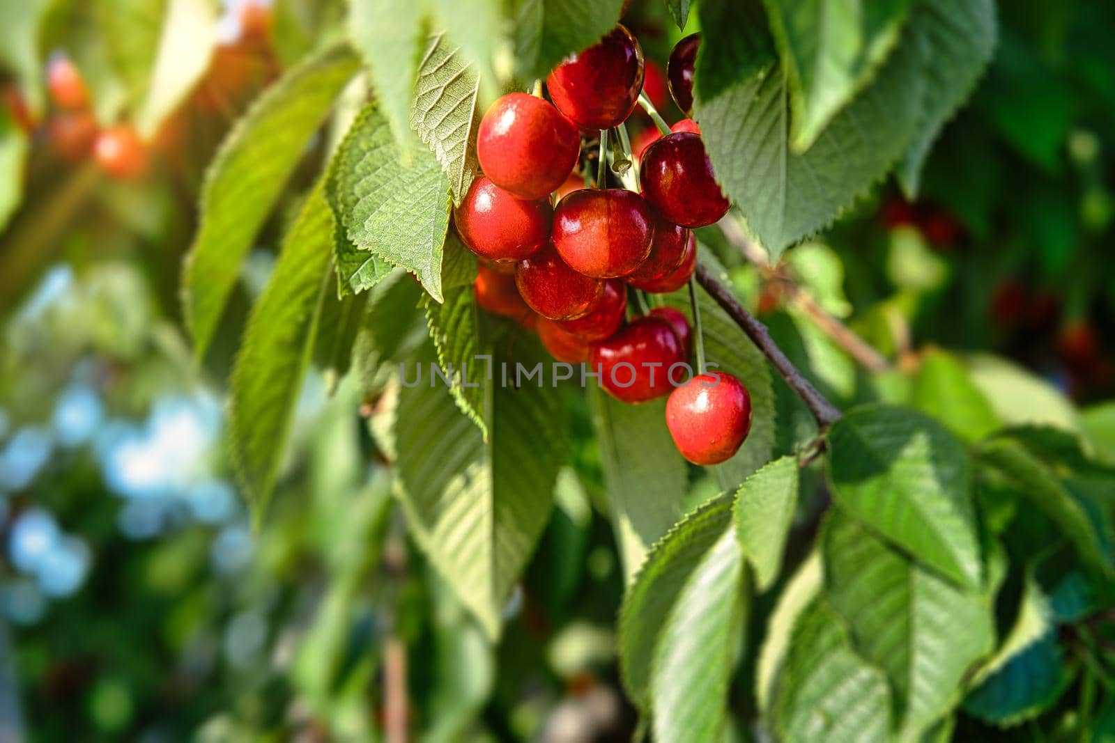Red cherry fruits on the branches of the tree swing in the wind