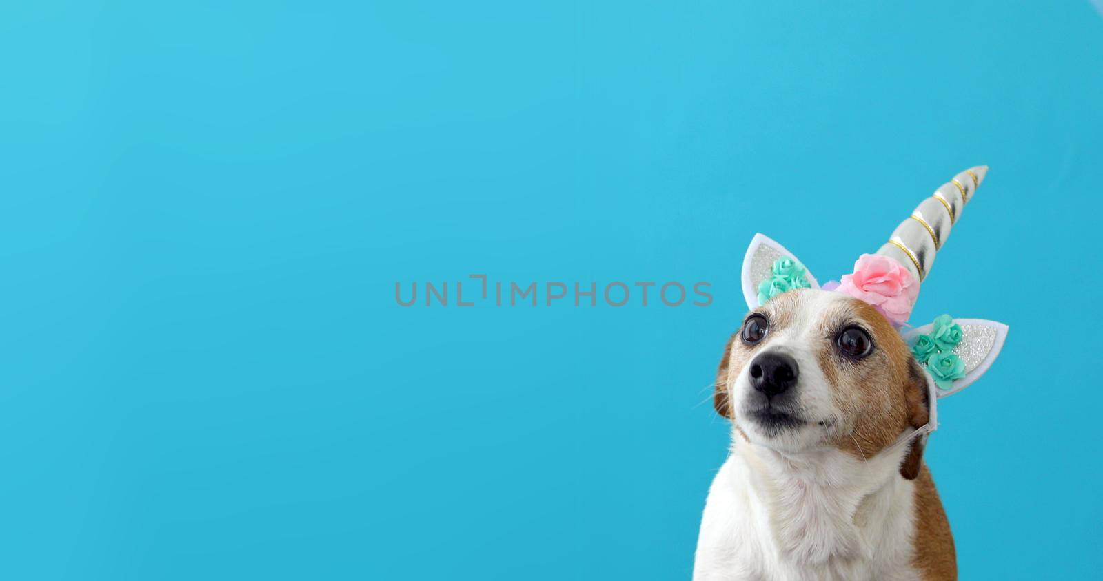 Funny unicorn little white dog on blue background by Demkat