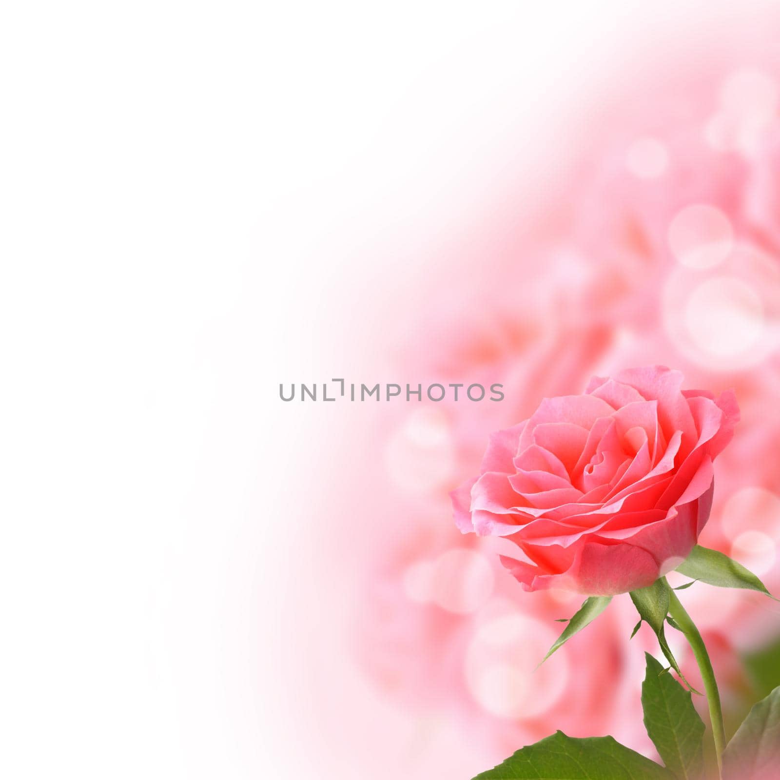 Beautiful Pink Rose over white with copyspace for text. Floral background