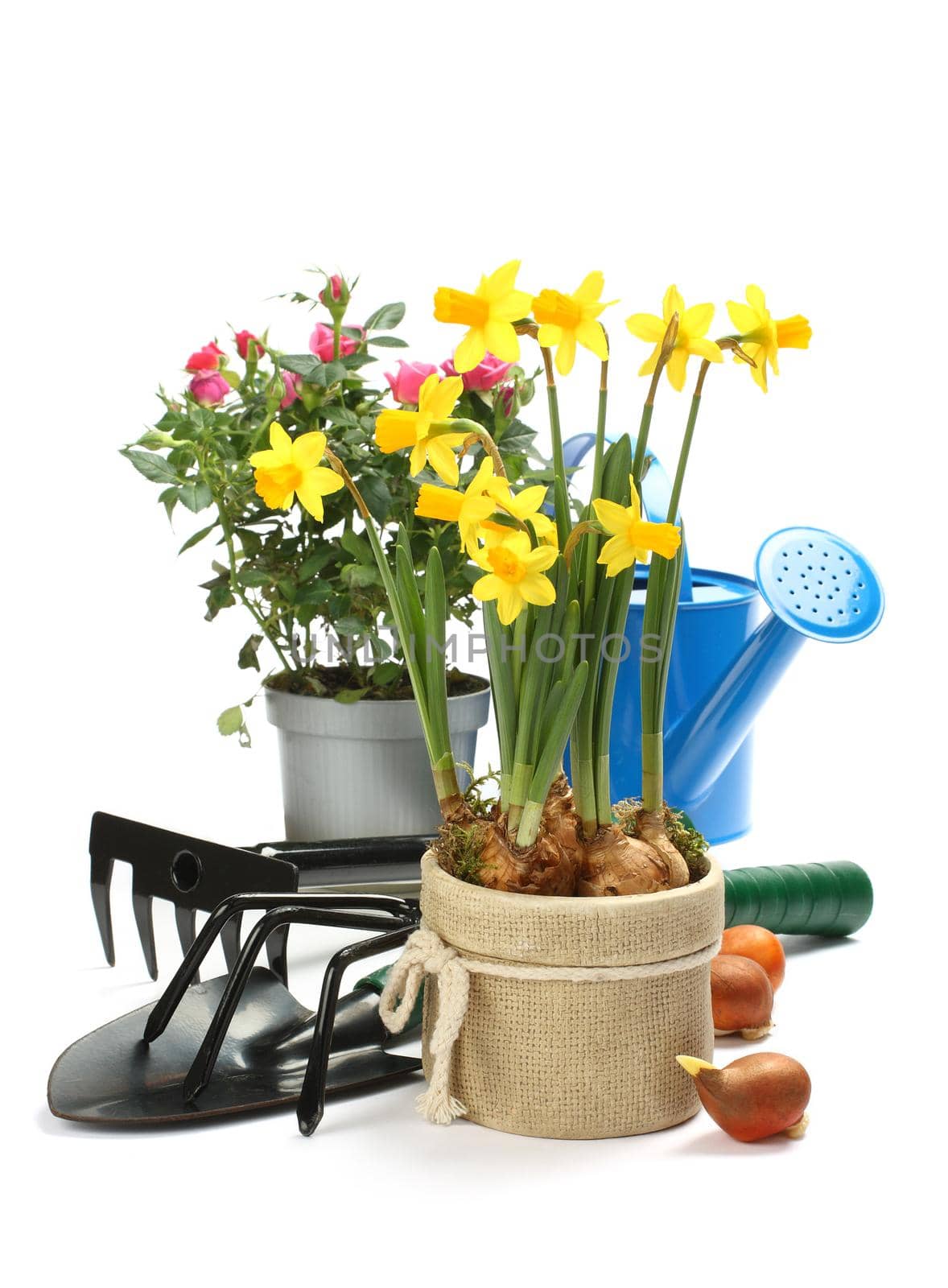 Gardening tools and flowers isolated on white