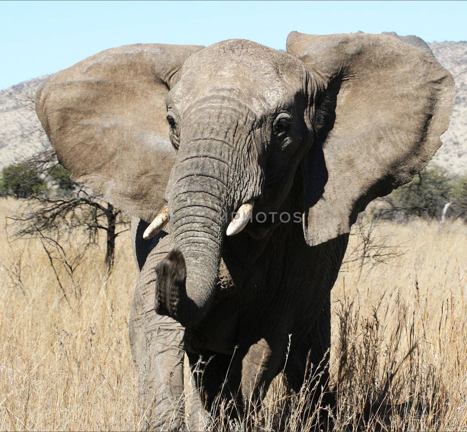 Wildlife photography is a genre of photography concerned with documenting various forms of wildlife in their natural habitat.