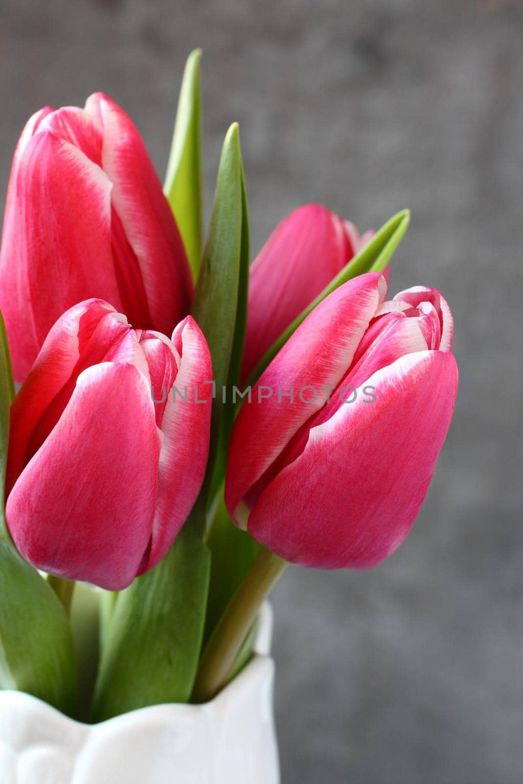 Beautiful pink tulips in white vase on wooden background