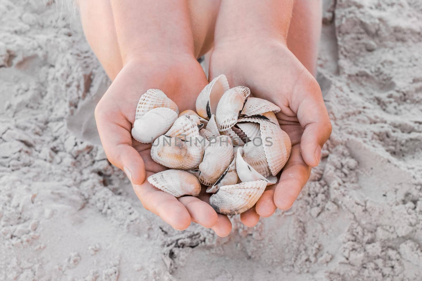 Girl's hands hold a bunch of shells on the beach close up.