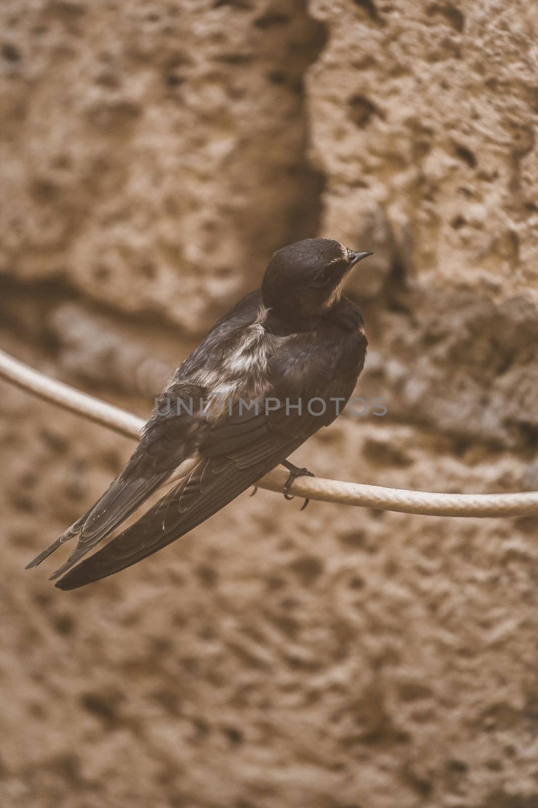 Swallow bird sits on a wire against the background of a brick shell, animals and wildlife, close-up.