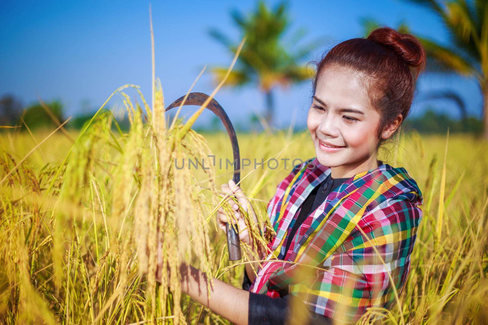 woman farmer using sickle to harvesting rice in field by geargodz