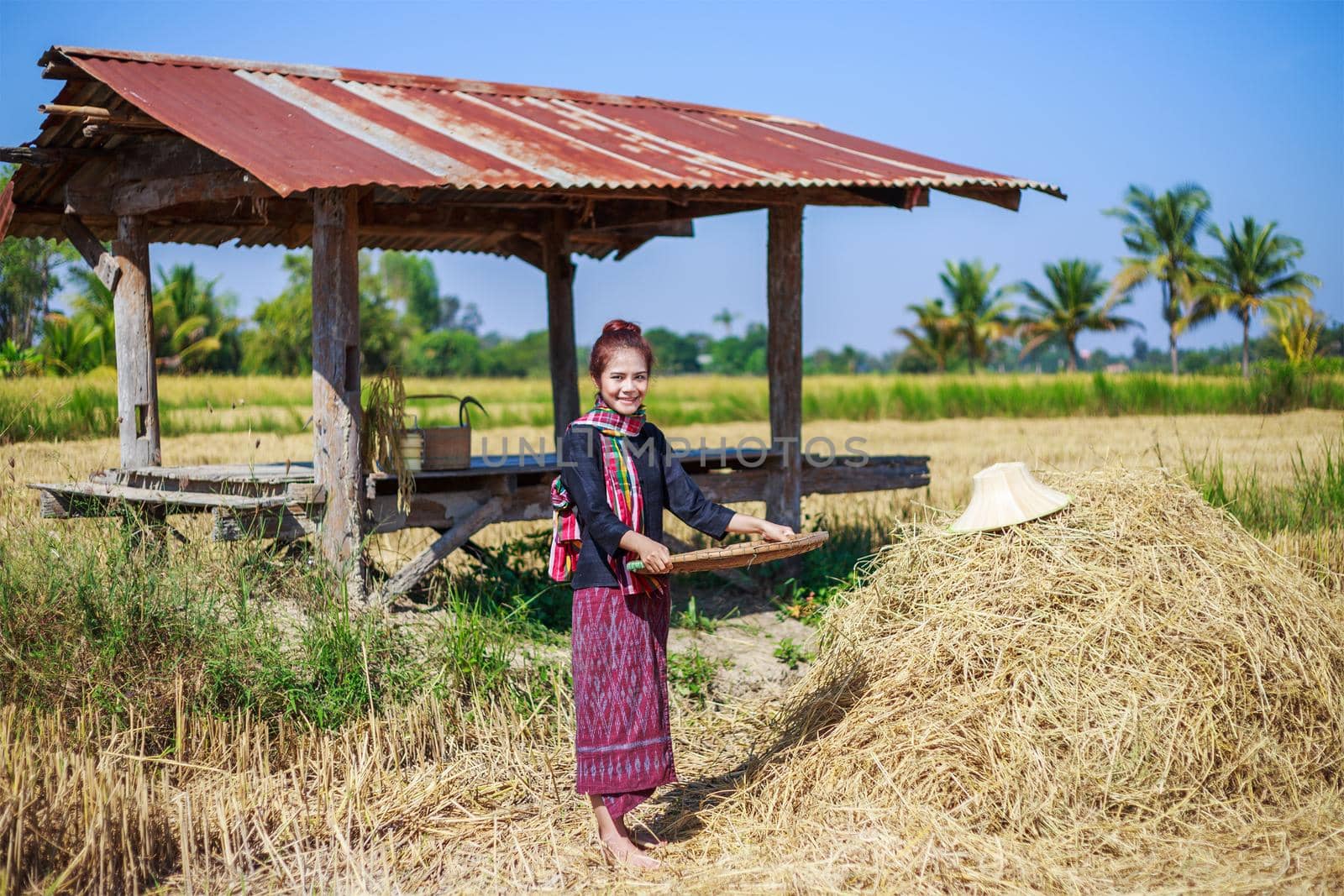 farmer woman threshed rice in field, Thailand