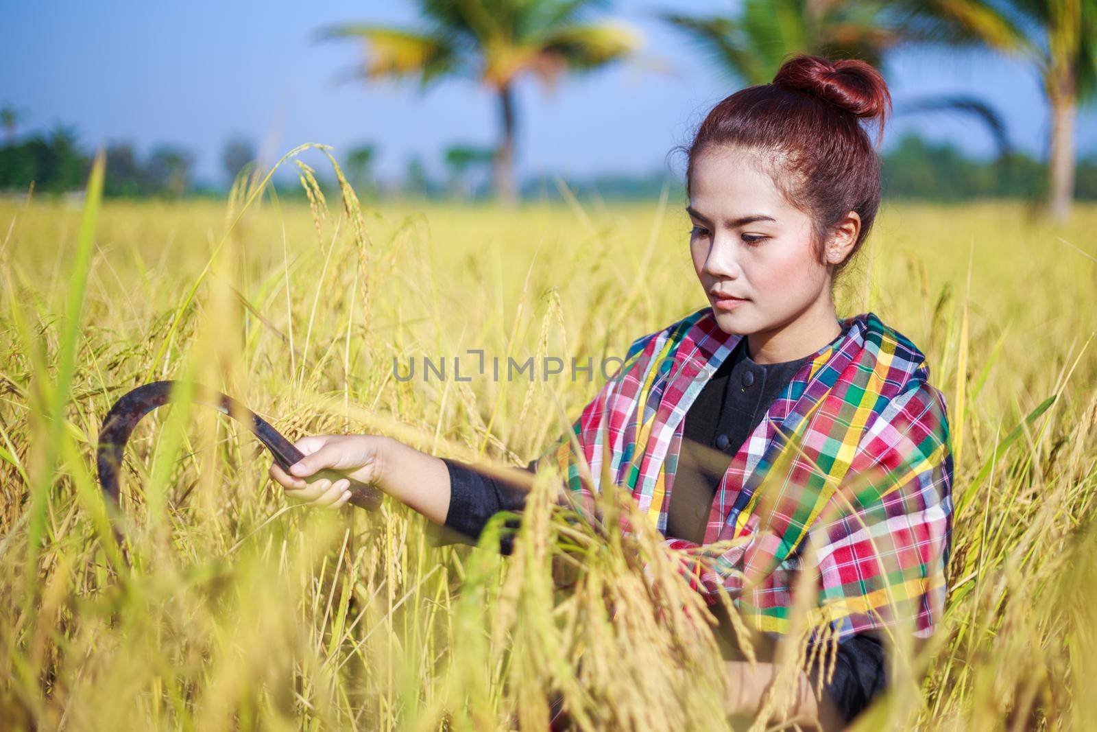 woman farmer using sickle to harvesting rice in field by geargodz