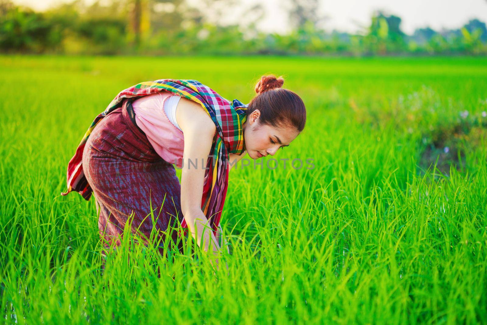 farmer woman working in rice field by geargodz