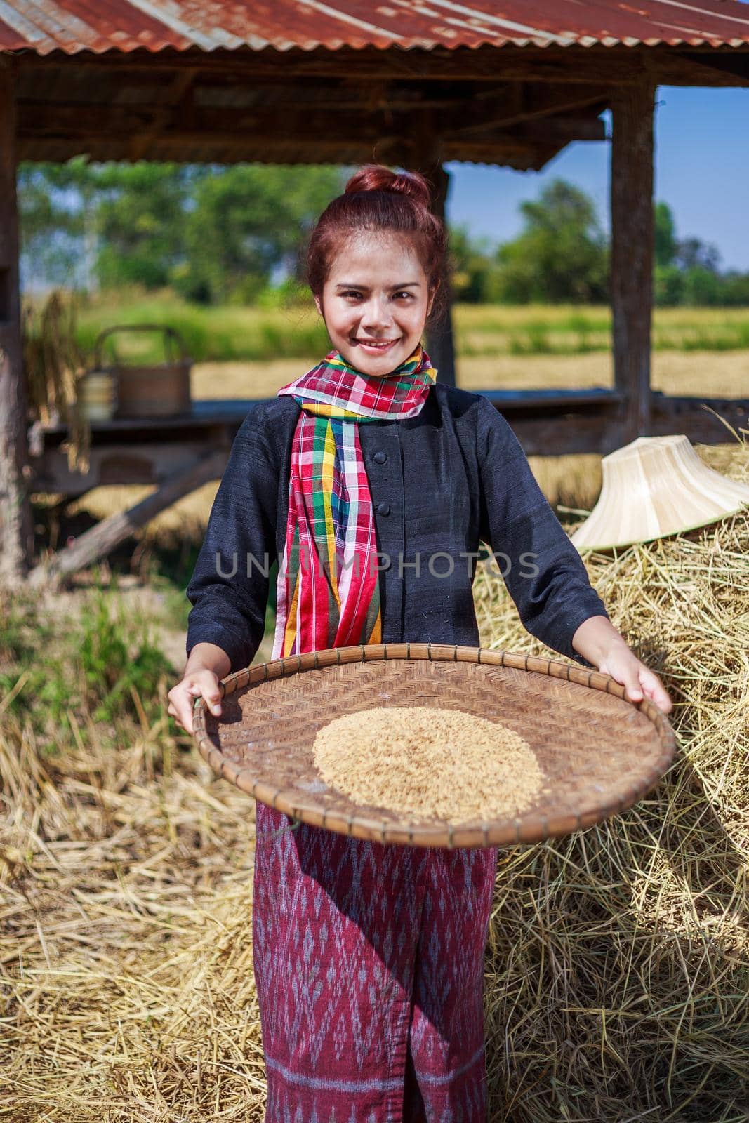 farmer woman threshed rice in field, Thailand