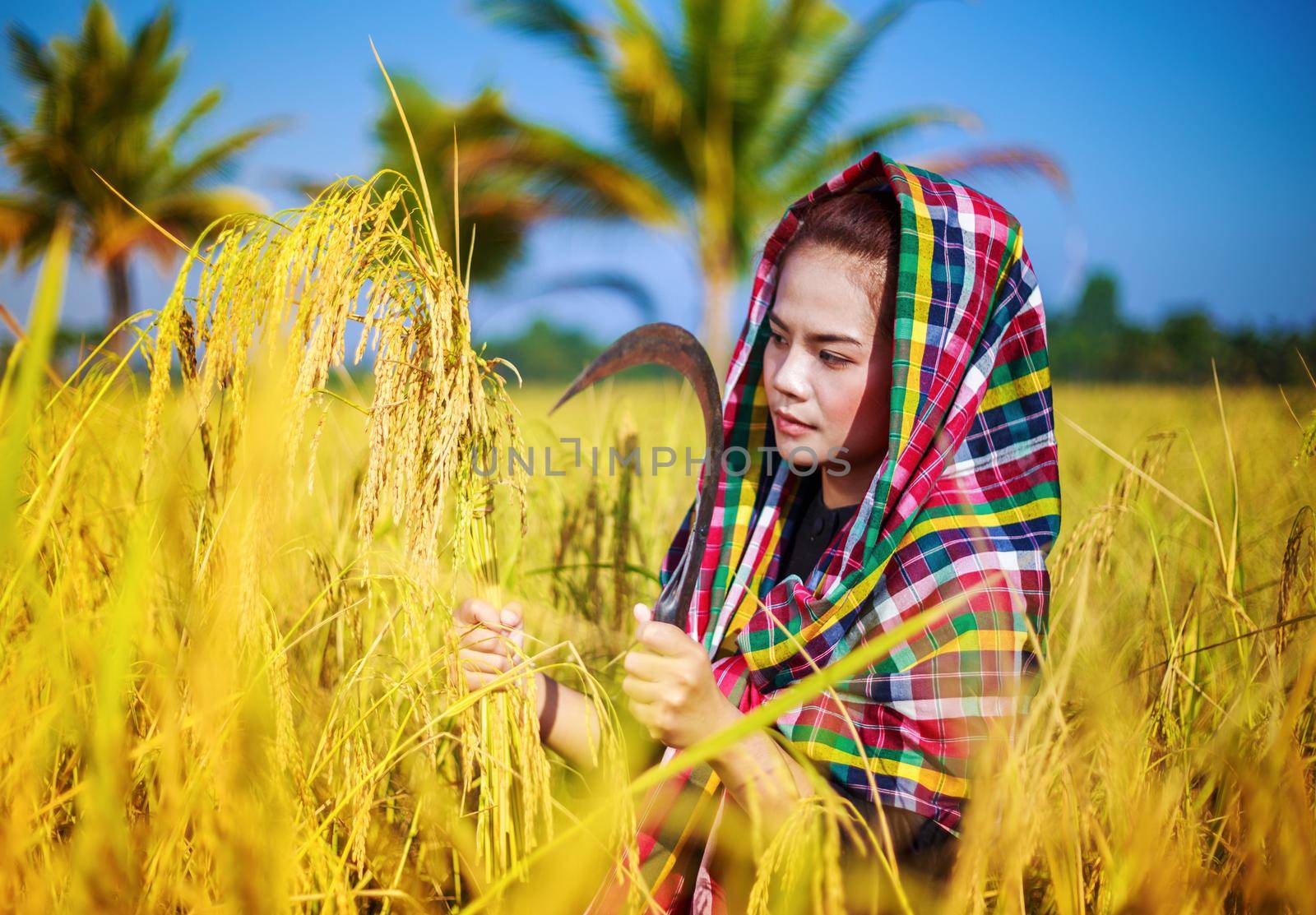 farmer woman using sickle to harvesting rice in field, Thailand