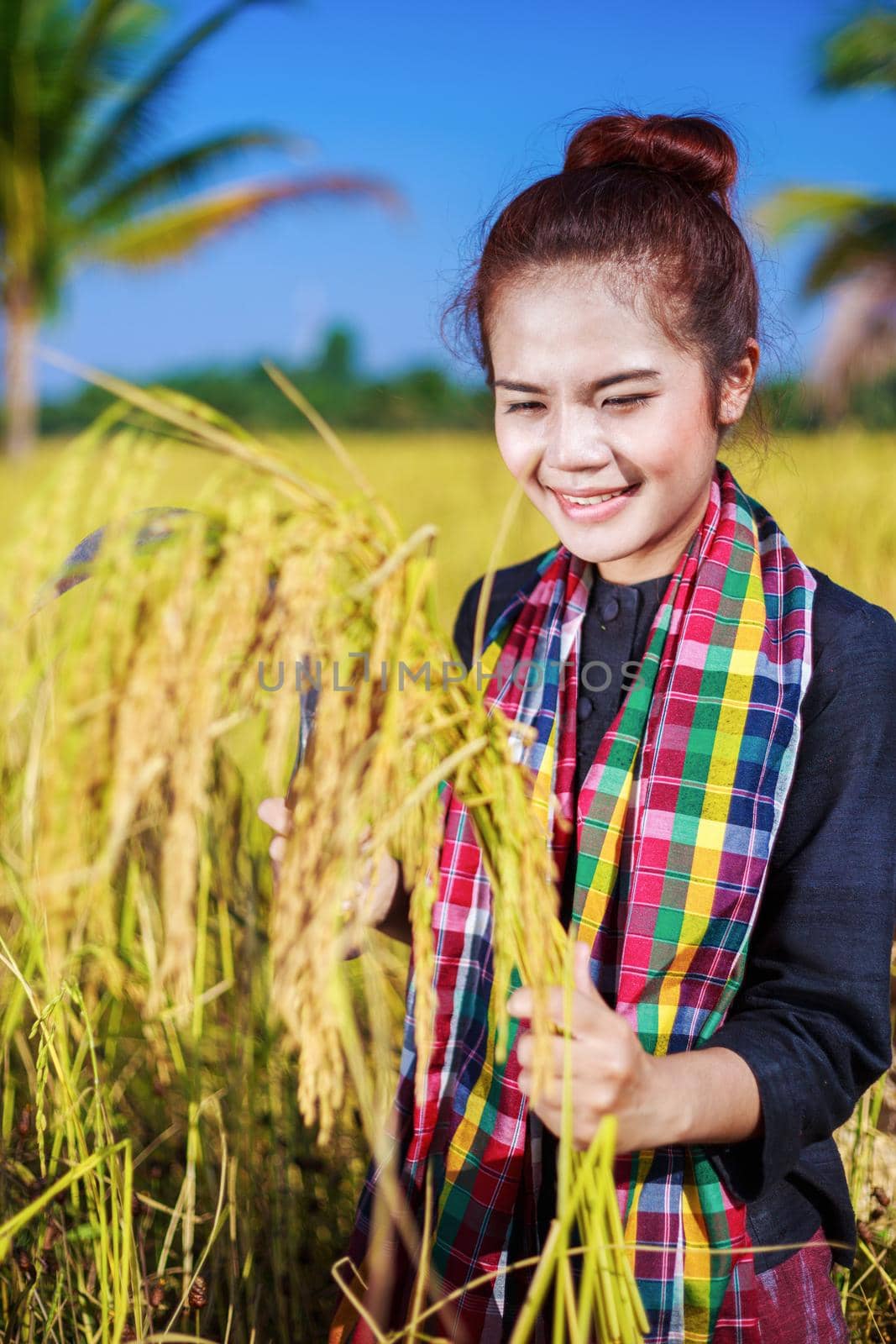 golden rice in hand of farmer woman, Thailand