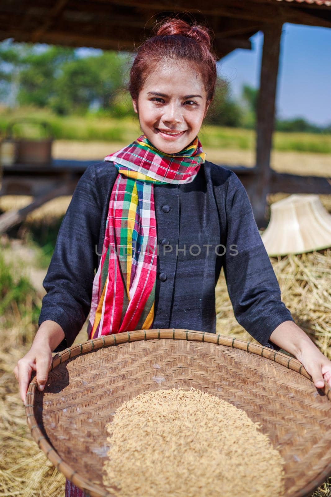 farmer woman threshed rice in field, Thailand