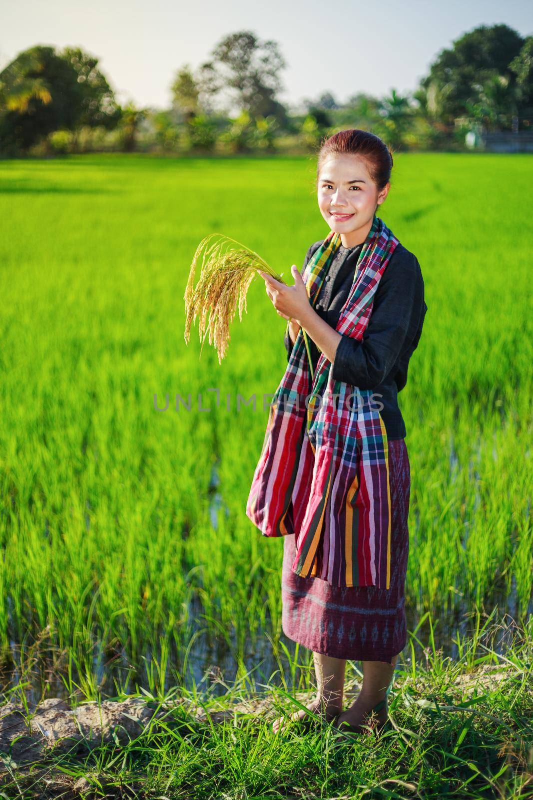 farmer woman holding rice in field, Thailand