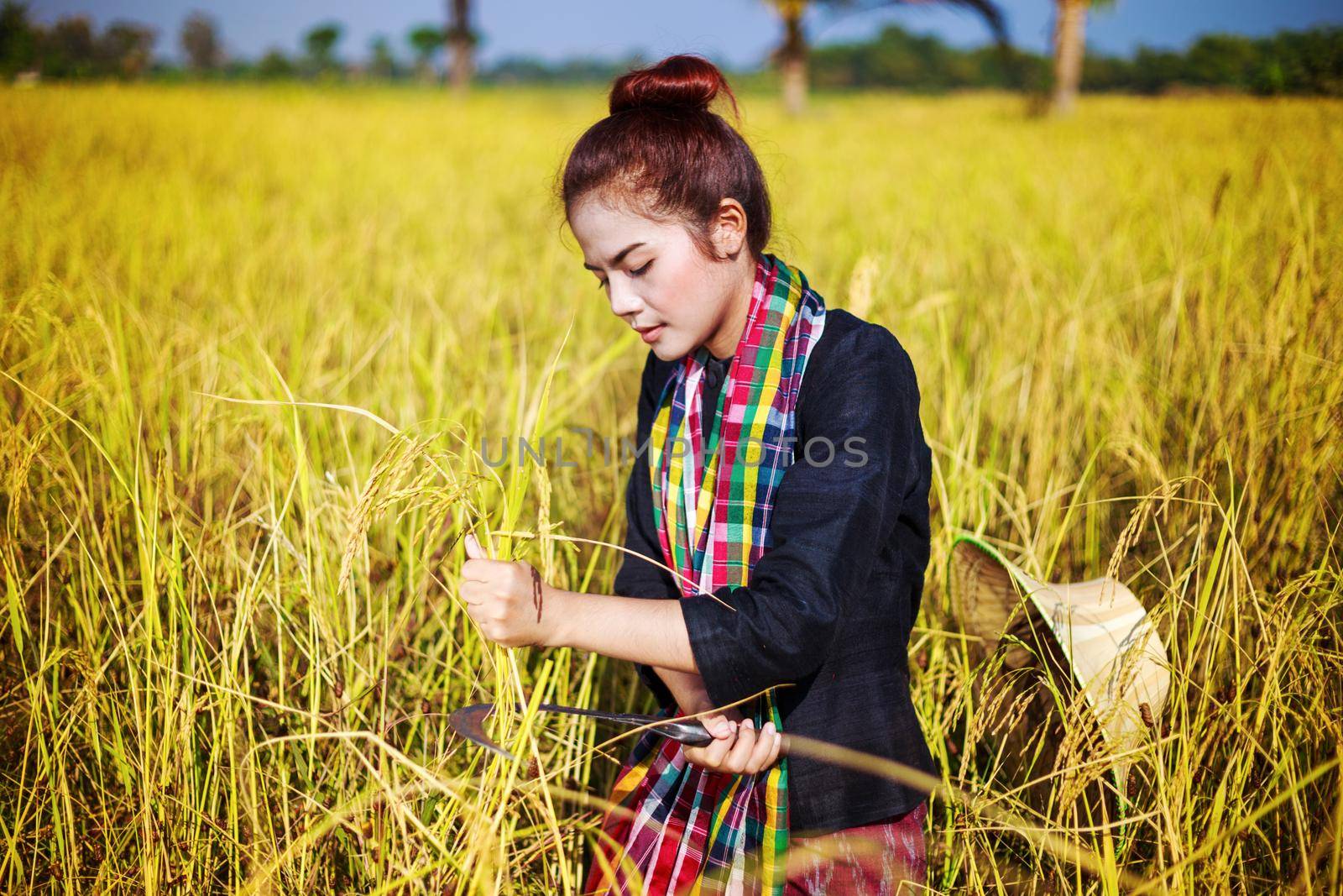 woman farmer using sickle to harvesting rice in field by geargodz