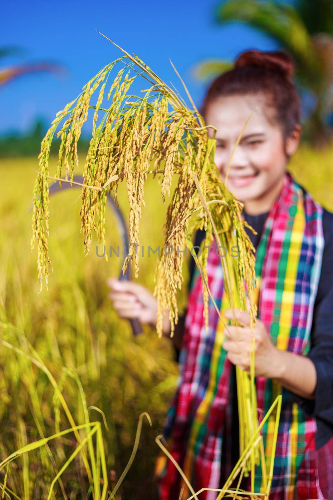 golden rice in hand of farmer woman, Thailand