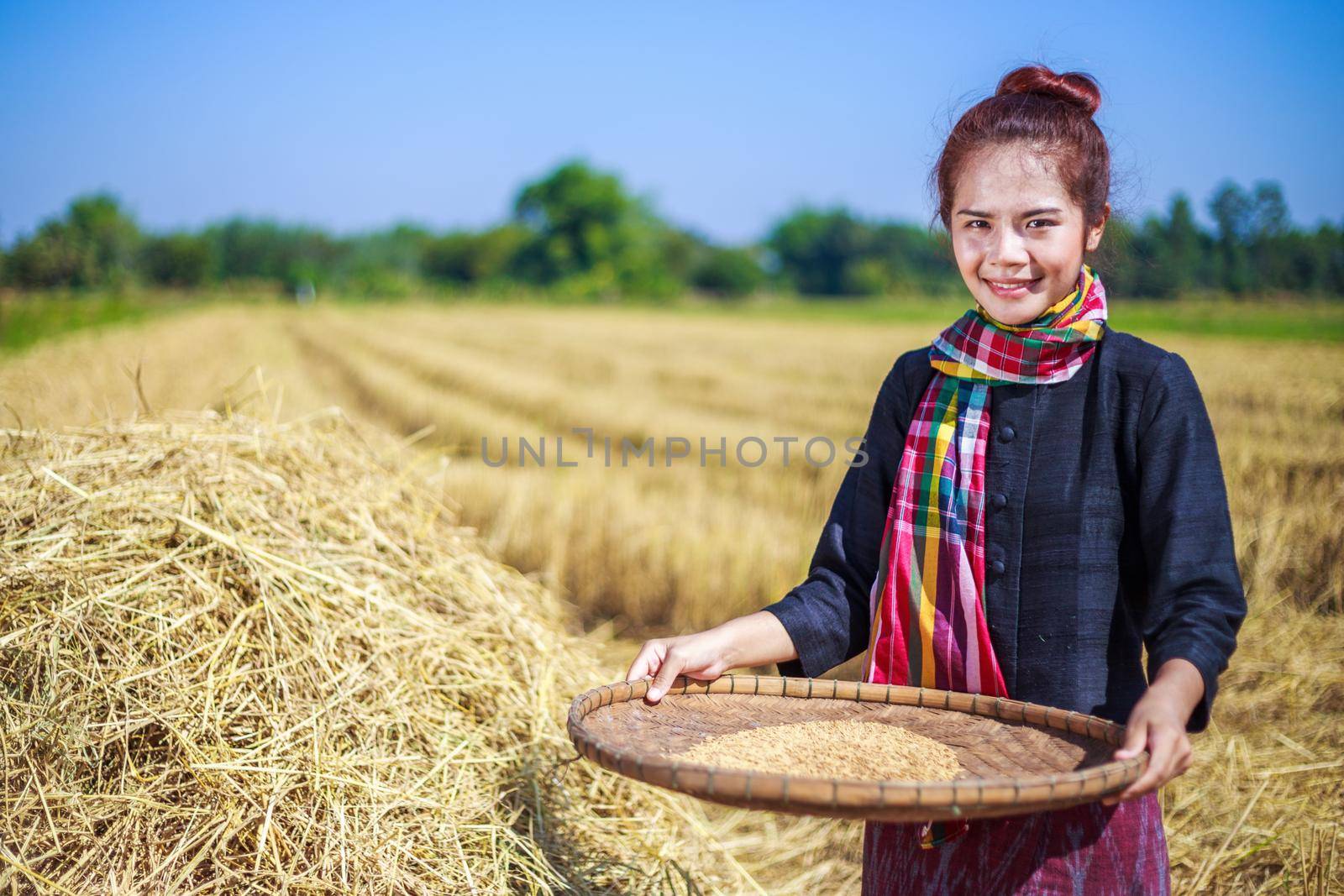 farmer woman threshed rice in field, Thailand