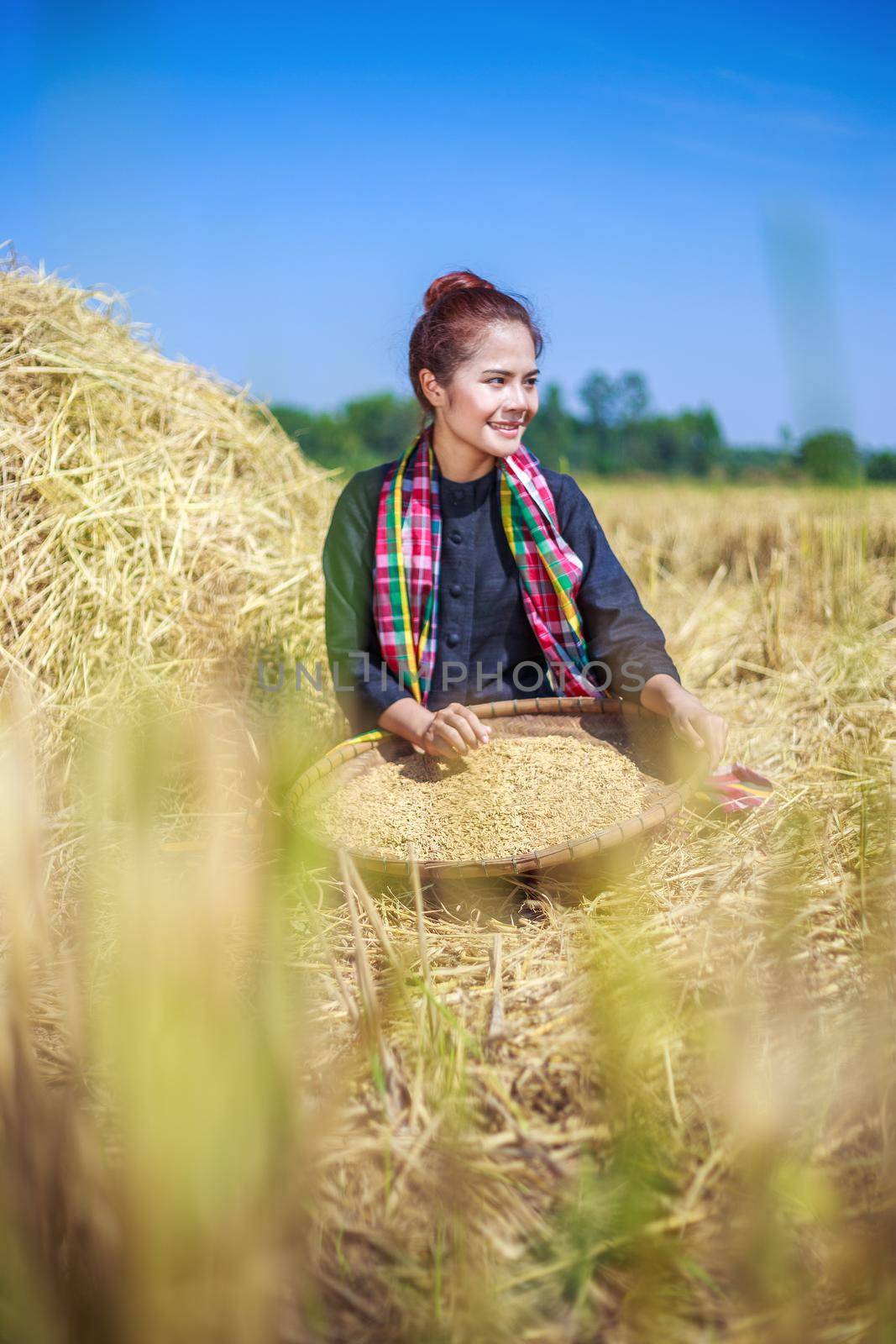 farmer woman threshed rice in field by geargodz