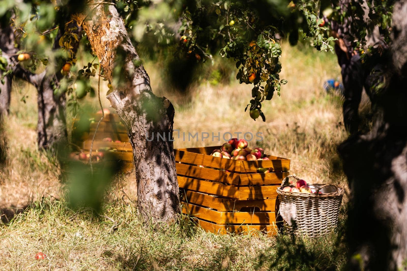 Ripe apples in crates and on trees in orchard by Andelov13