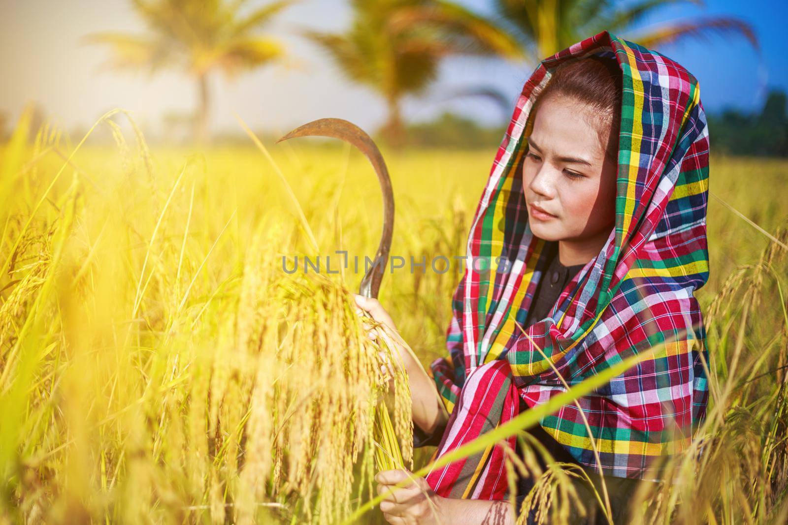 woman farmer using sickle to harvesting rice in field by geargodz
