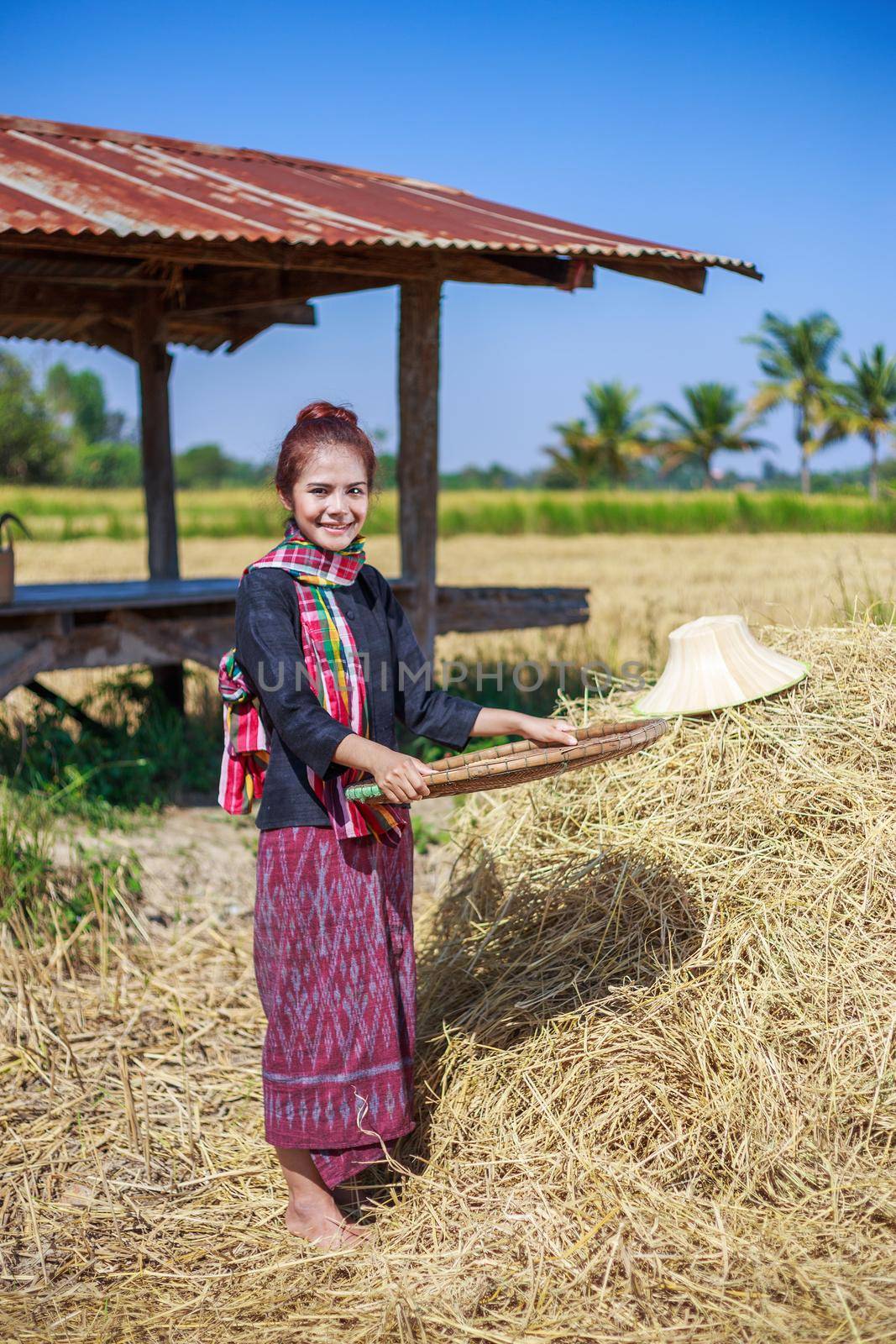 farmer woman threshed rice in field by geargodz