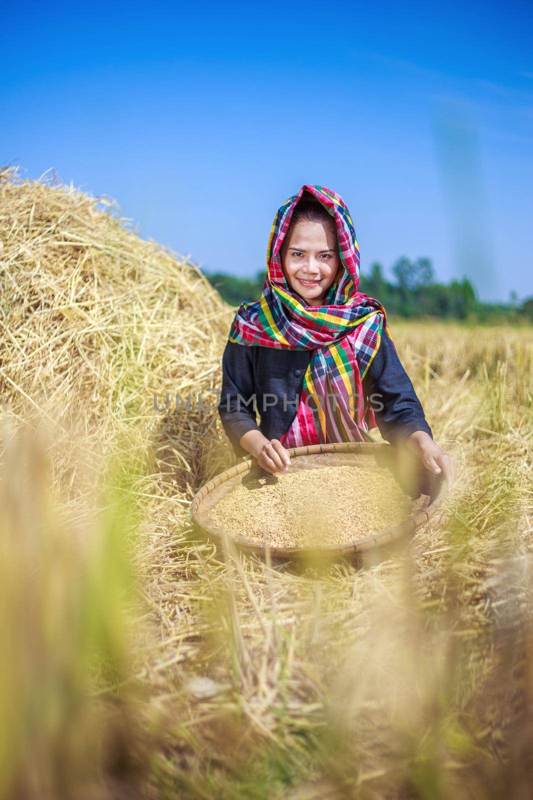 farmer woman threshed rice in field, Thailand