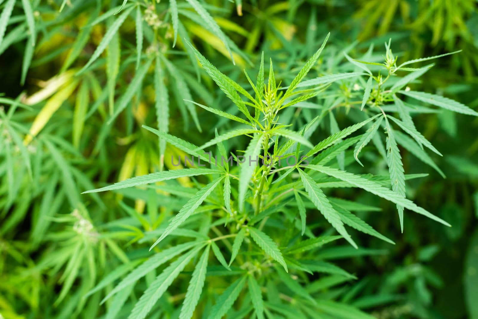 Fresh agricultural hemp grows in the countryside.