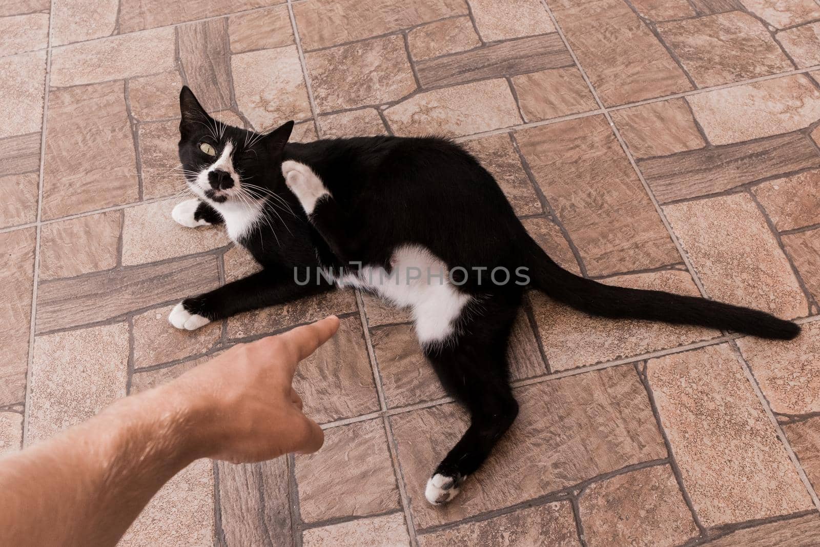 A man's hand points a finger at the belly of a pregnant black pet cat by AYDO8