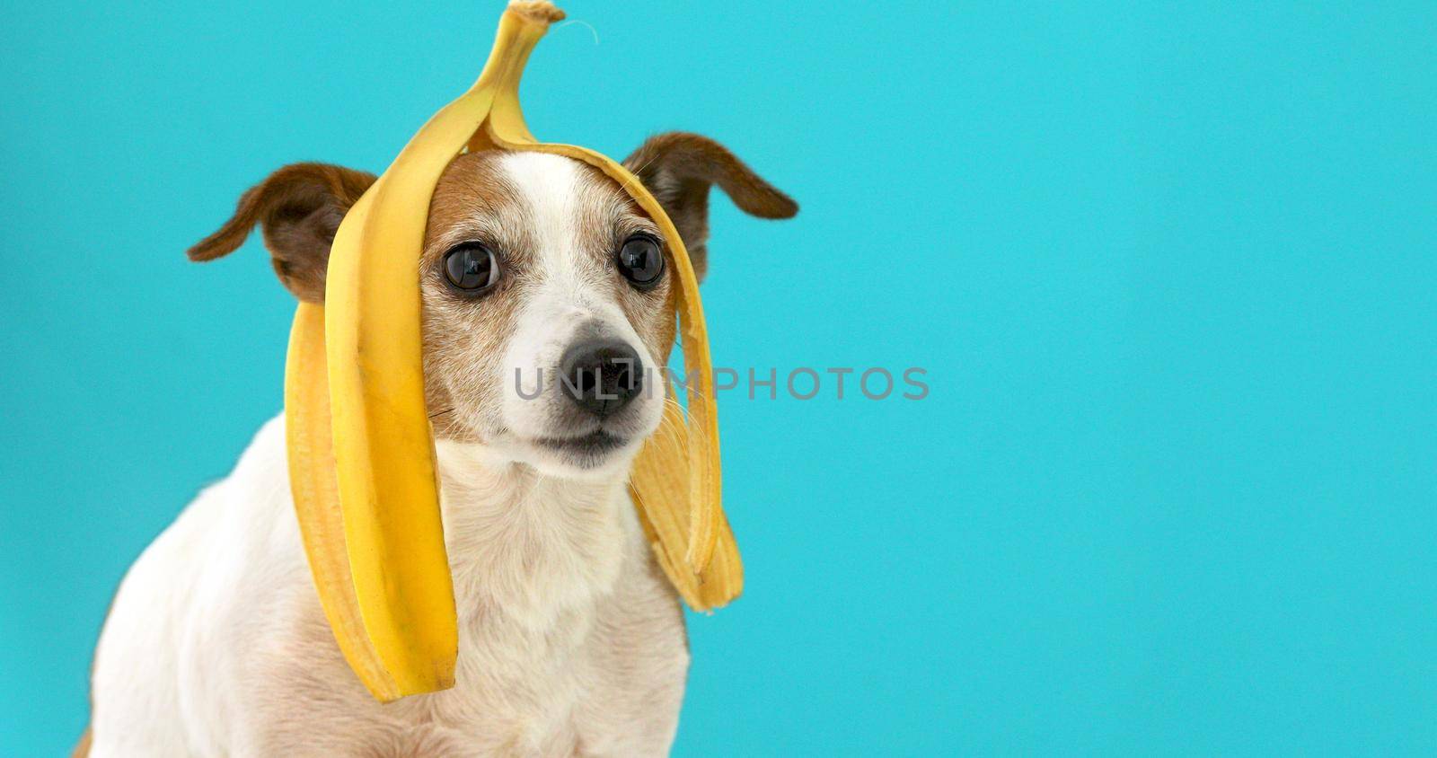 Funny dog with banana peel on his head portrait by Demkat