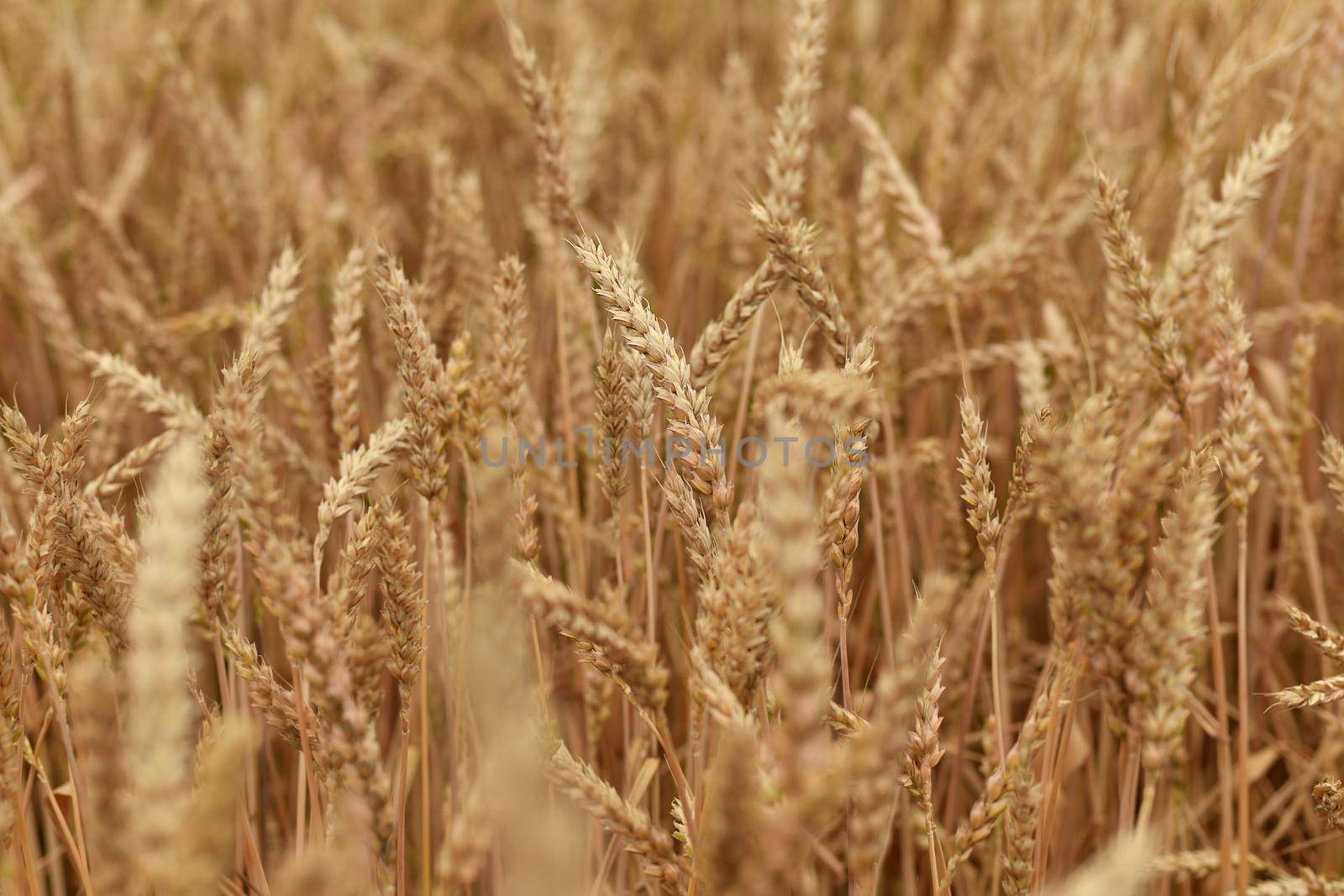 Spikelet of wheat growing on the field .Summer day