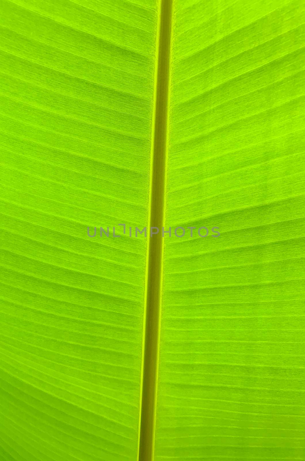 Green tropical palm leaf background. Studio Photo.