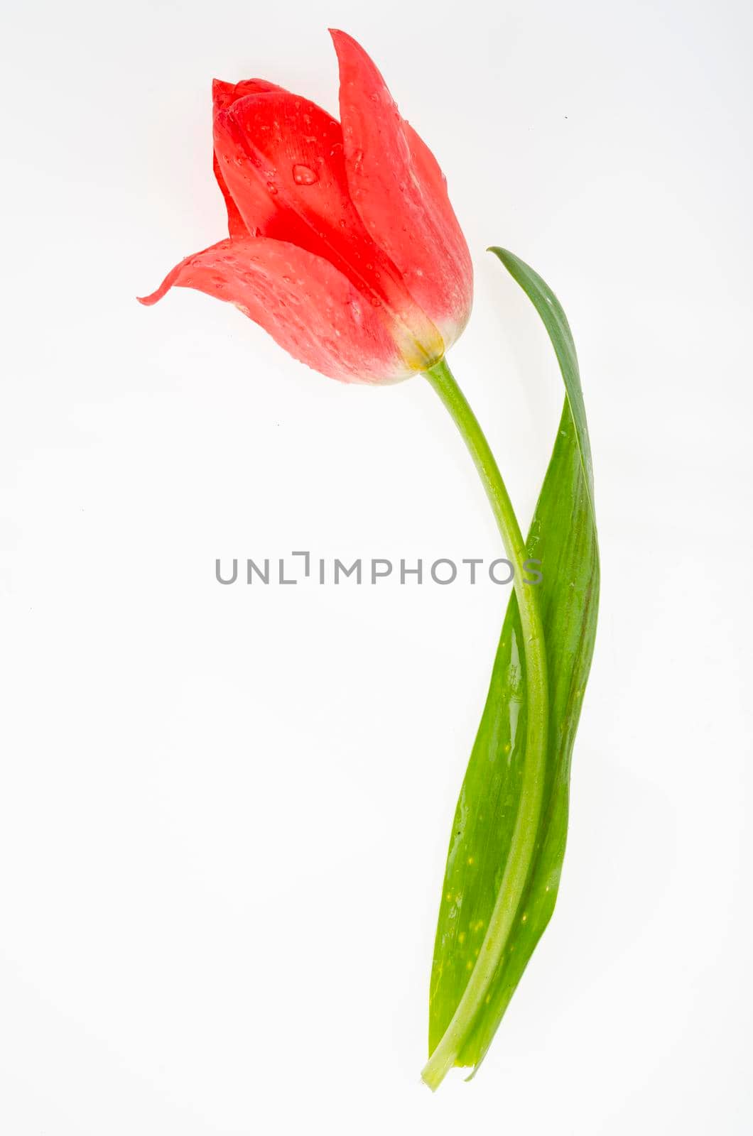 Single red and pink fresh tulip isolated on white background. Studio Photo.