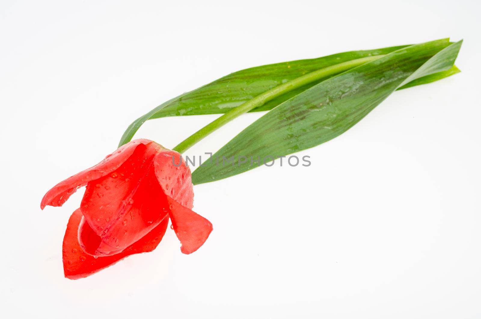 Single red and pink fresh tulip isolated on white background. Studio Photo.
