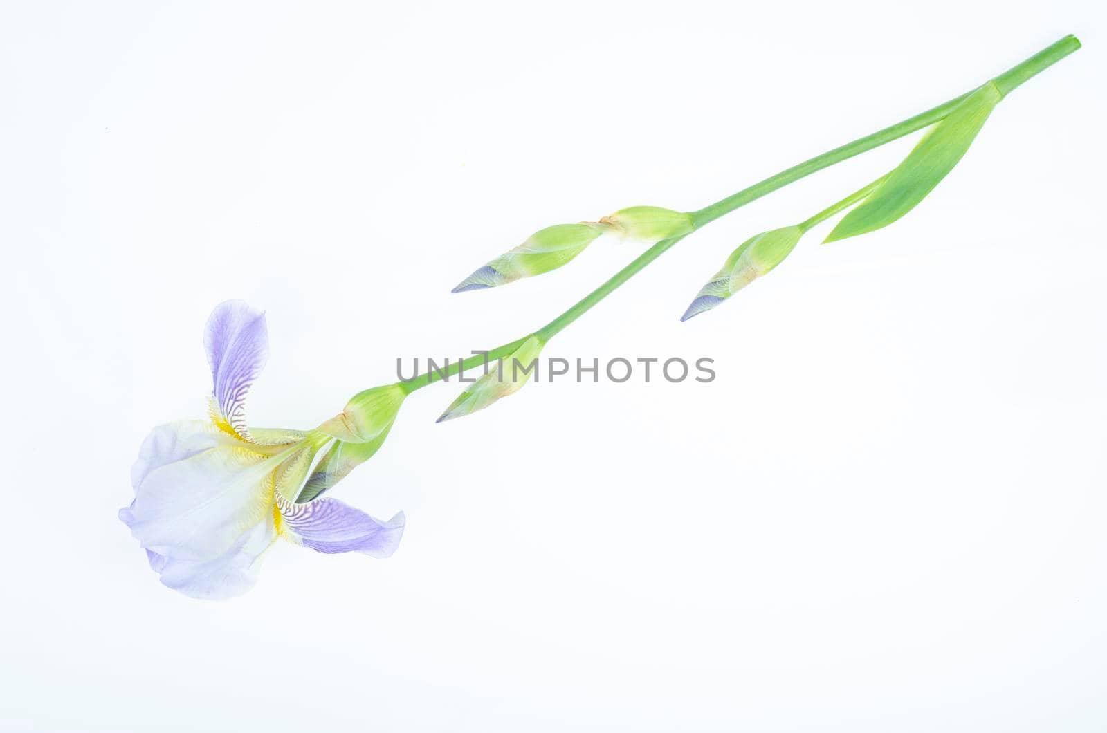 Delicate blue flower of garden iris on white background. Studio Photo