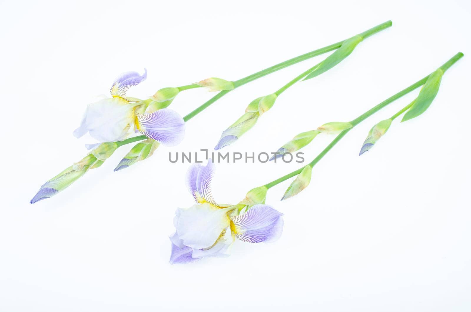 Delicate blue flower of garden iris on white background. Studio Photo. by ArtCookStudio