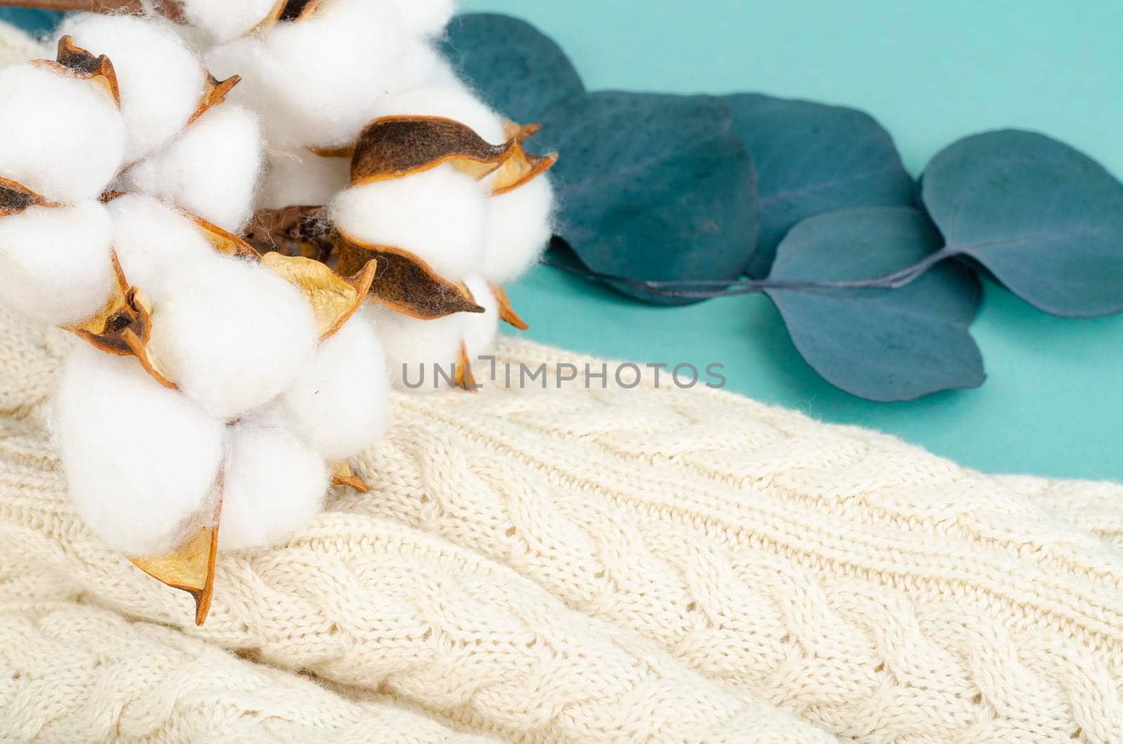 Composition with cotton flowers on bright background. Studio Photo